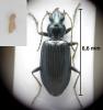 Bembidion sp.